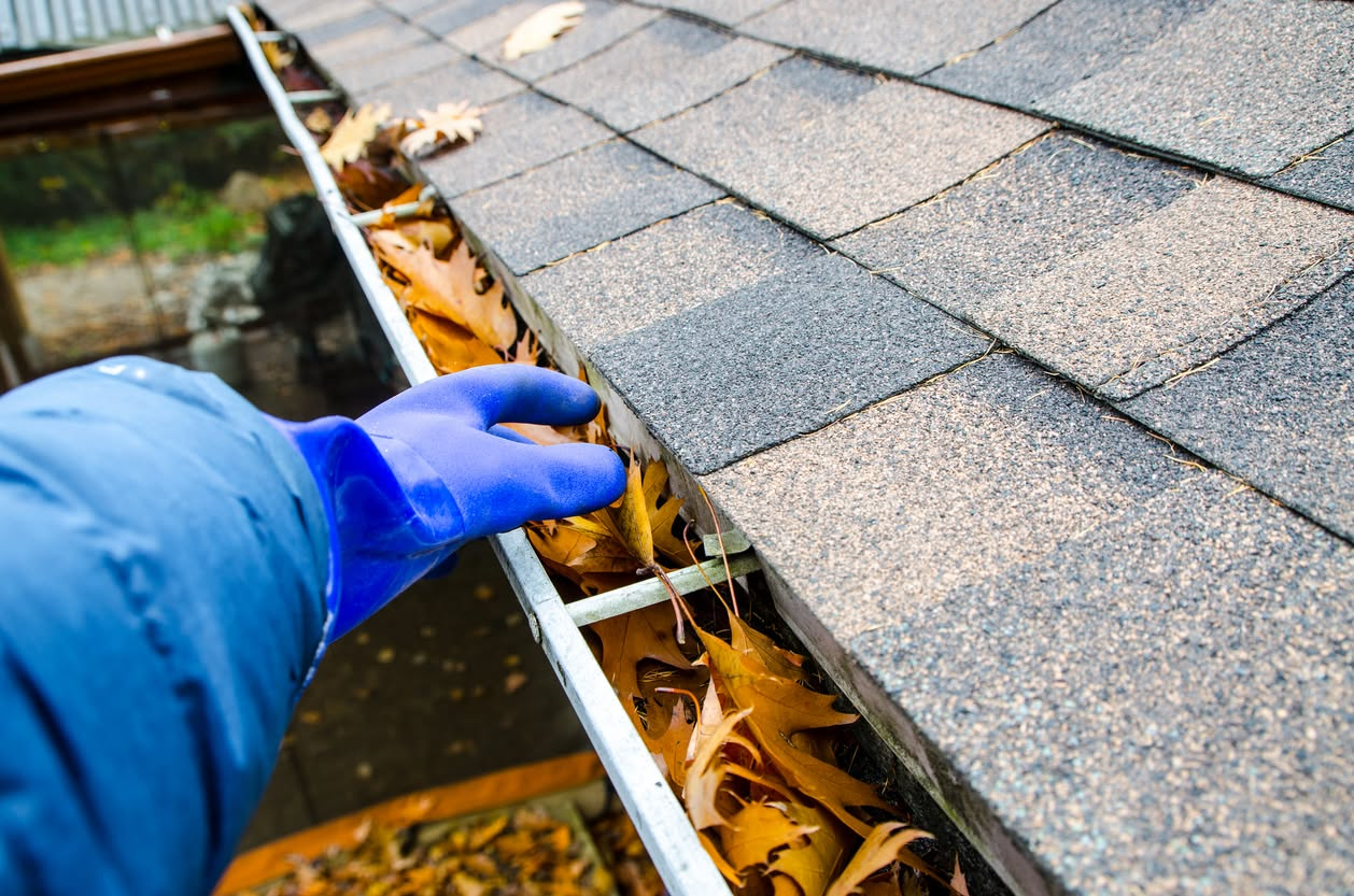 Insured technician performing professional gutter cleaning Loveland CO by hand-scooping wet leaf debris into a disposal bag.